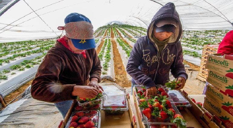 Exportaciones Agropecuarias Impulsan el Crecimiento del Sector Primario en México